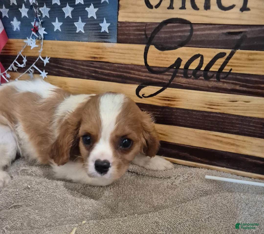 Cavalier King Charles Spaniel dogs for sale: Sugar - Ad 2