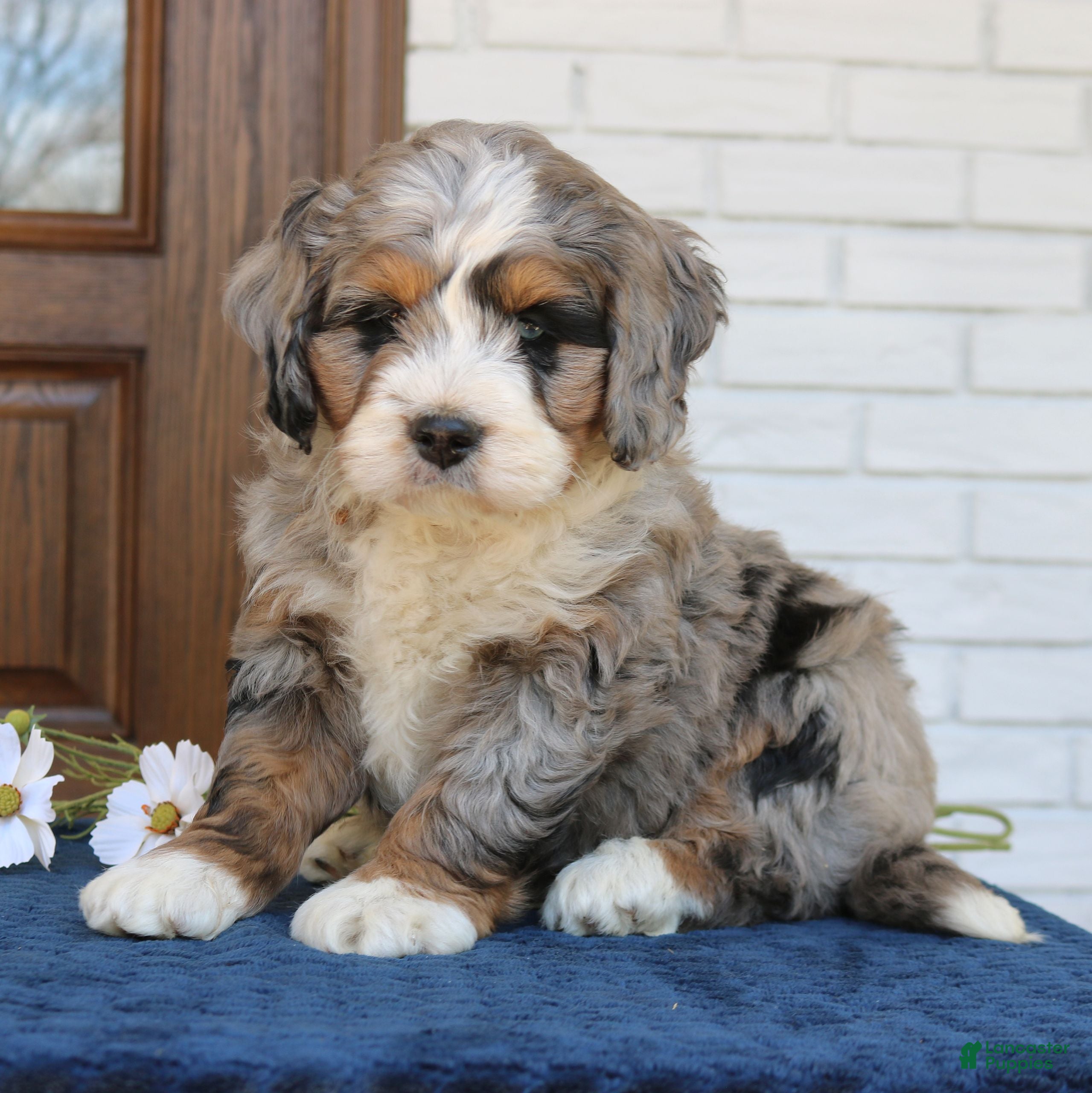 Mini Bernedoodle dogs Jet  - Ad 1