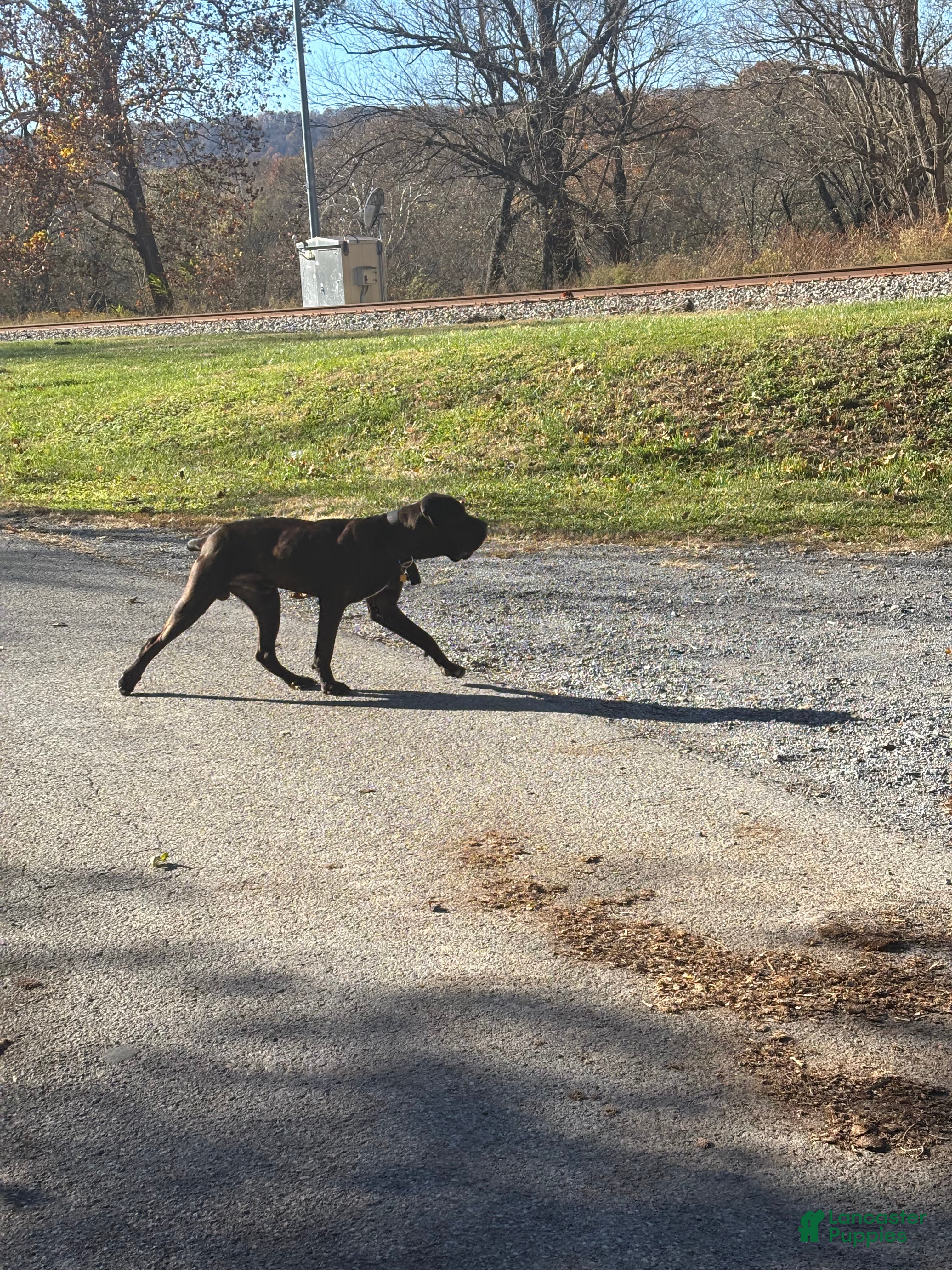 Cane Corso dogs Xphos - Ad 1