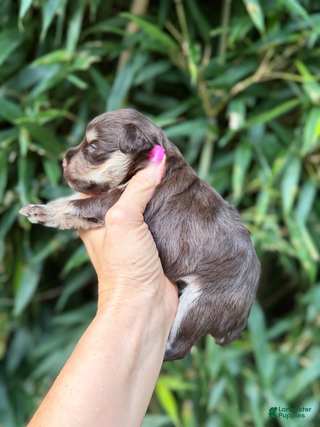 Miniature Schnauzer dogs for sale: Miniature Schnauzer 4 - Ad 8