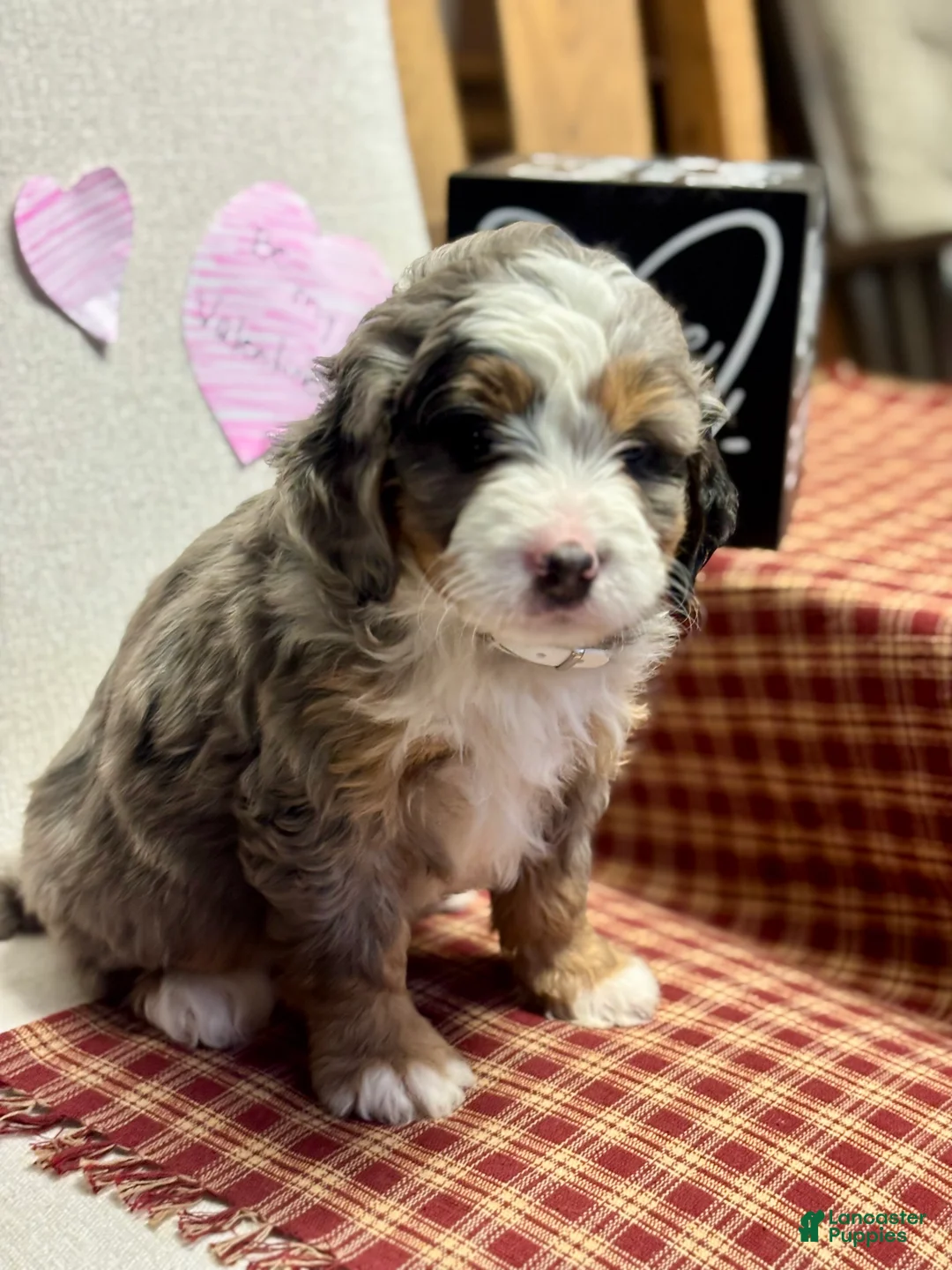 Mini Bernedoodle dogs for sale: Callie Mini Bernedoodle Puppy 1 - Ad 10