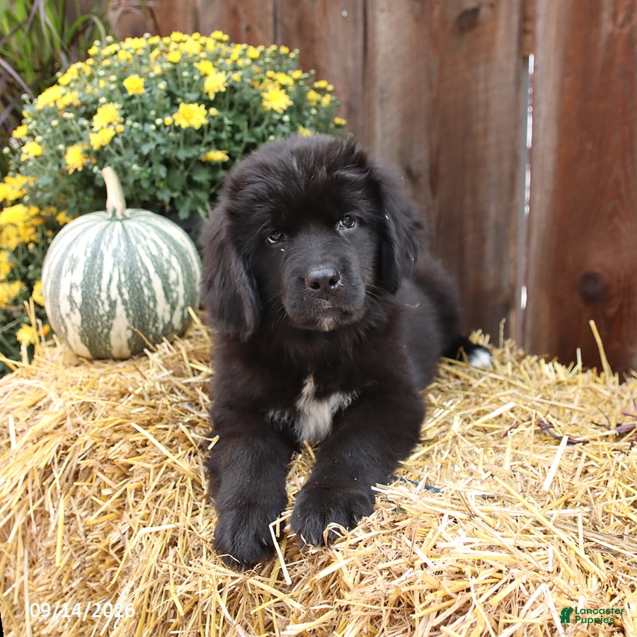 Newfoundland dogs Hazel - Ad 1