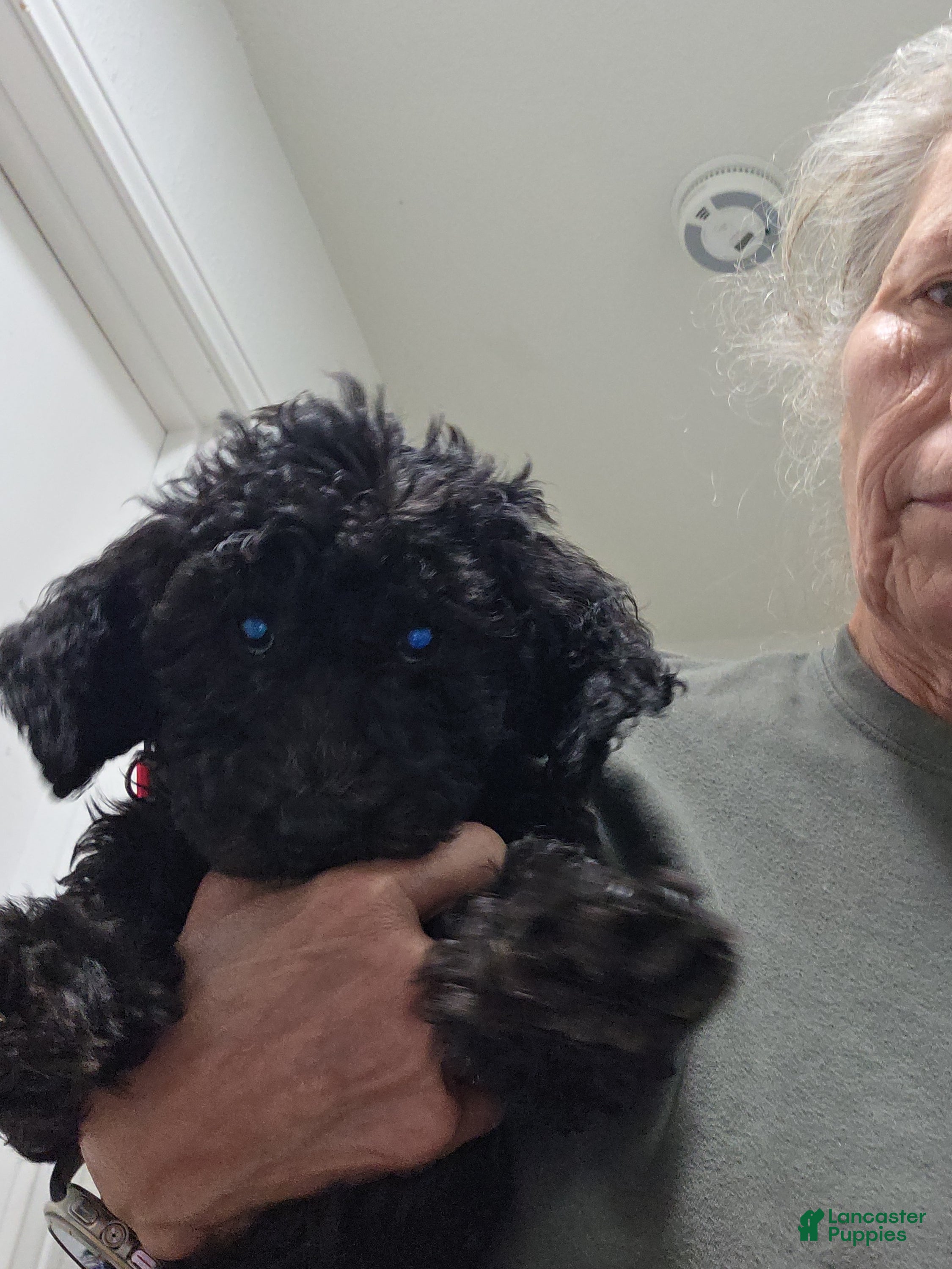 Mini Goldendoodle dogs Mini Goldendoodle 6 - Ad 1
