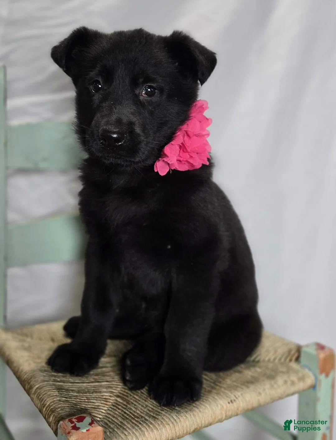 German Shepherd dogs for sale: Rose - Ad 2