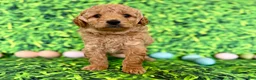 Mini Goldendoodle dogs for sale: Blue Collar  - Ad 1