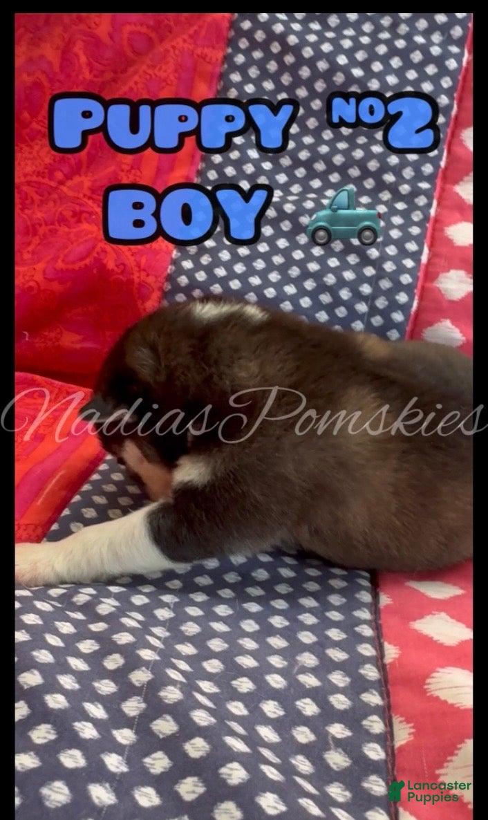 Pomsky dogs Pomsky 2 Boy - Ad 2