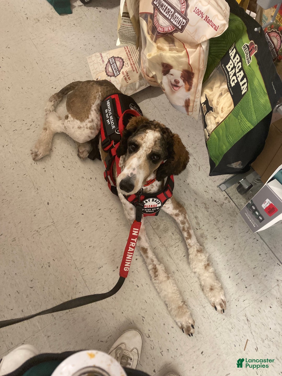 Standard Poodle dogs for sale: Flash - Ad 8