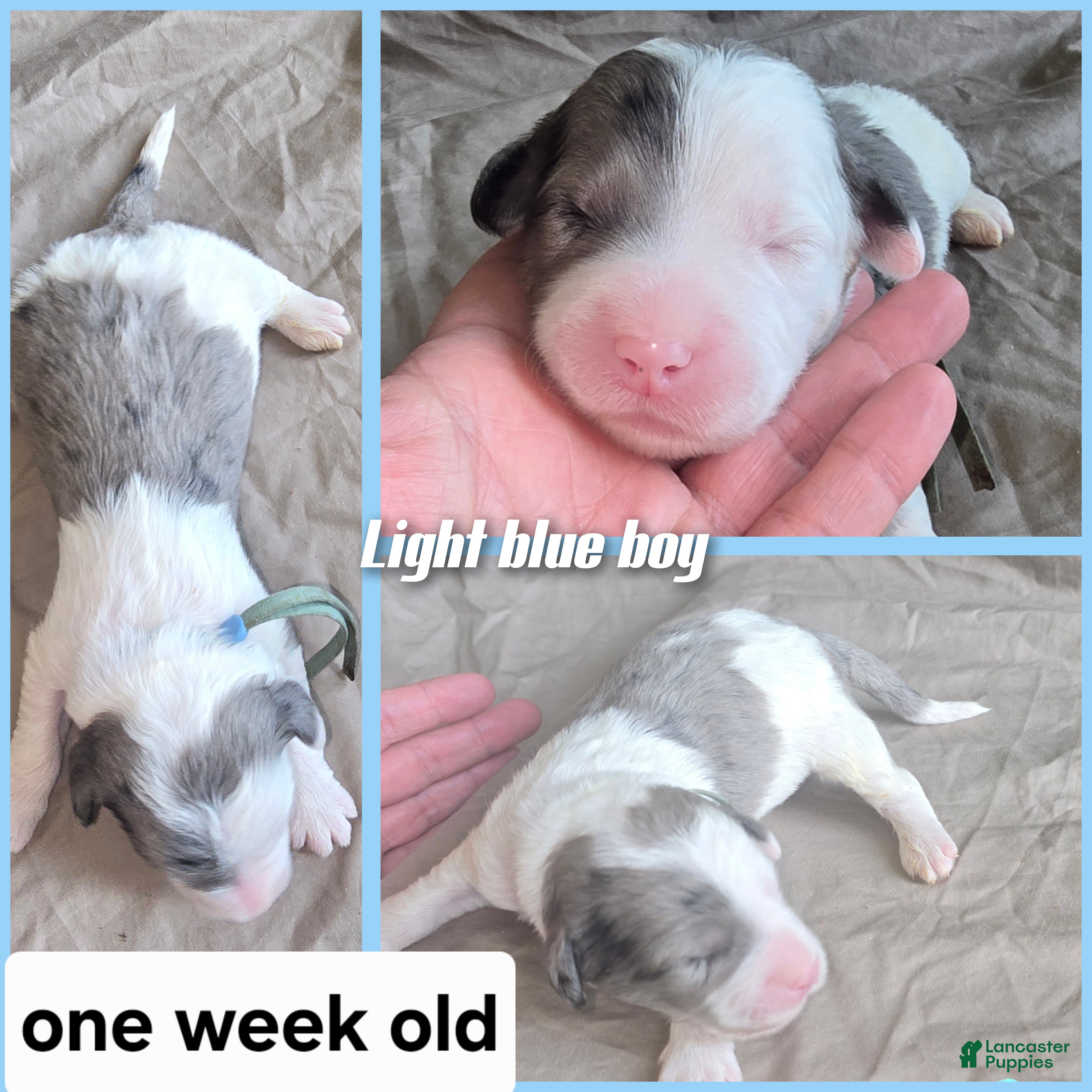 Sheepadoodle dogs Lotus- light blue collar - Ad 25