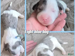 Sheepadoodle dogs Lotus- light blue collar - Ad 25