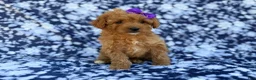 Cavapoo dogs for sale: Ariel - Ad 7