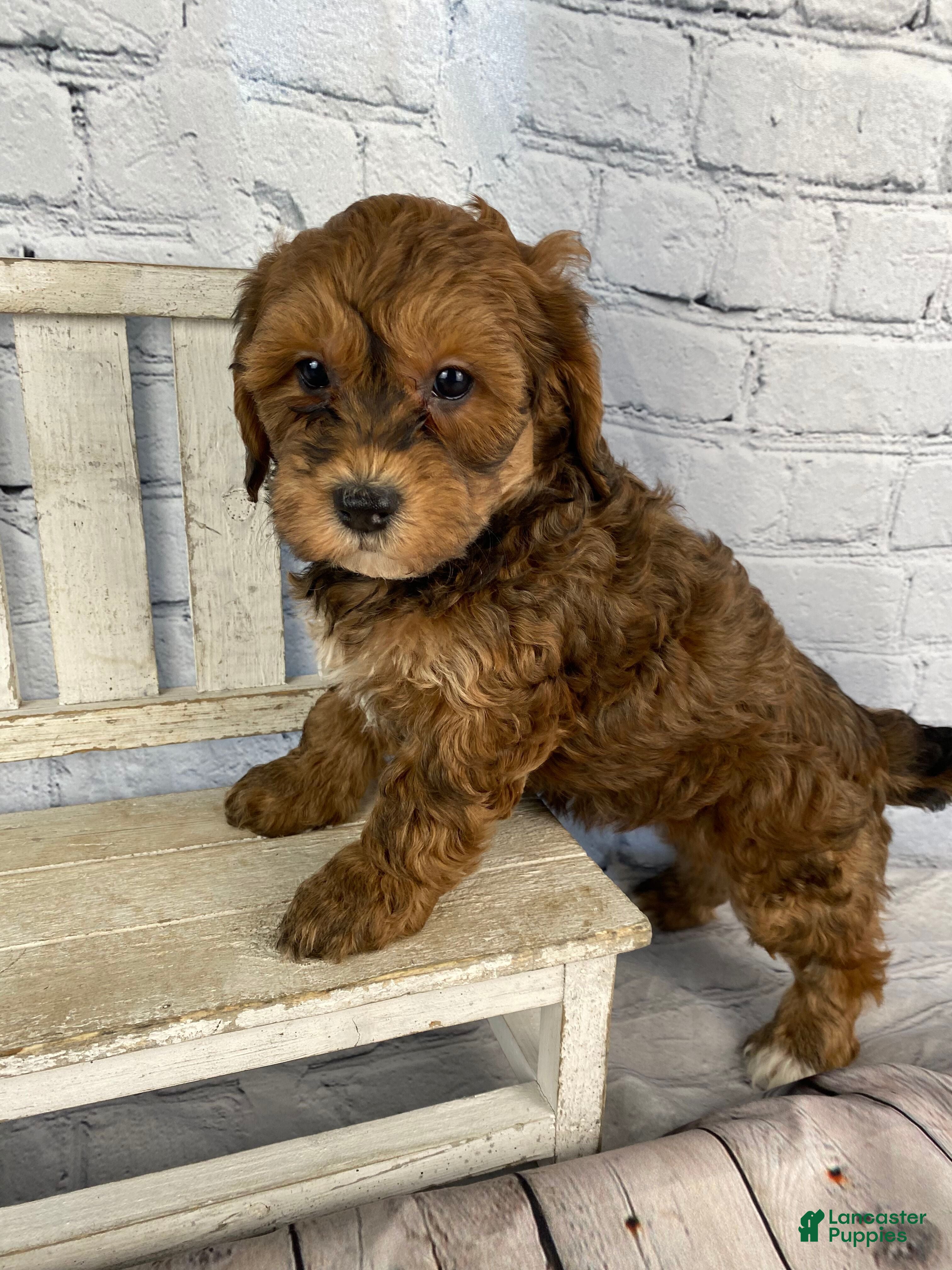 Cavapoo dogs Dina - Ad 1