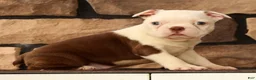 Boston Terrier dogs for sale: Wanda - Ad 8