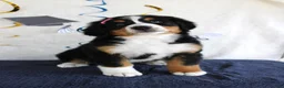 Bernese Mountain Dog dogs for sale: Margie - Ad 1