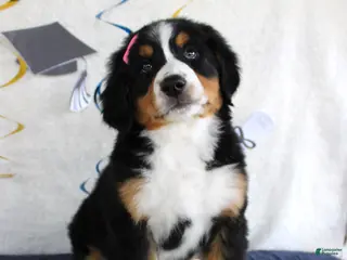 Bernese Mountain Dog dogs Margie - Ad 37