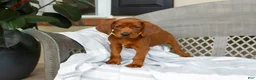 Redbone Coonhound dogs for sale: Buck - Ad 6