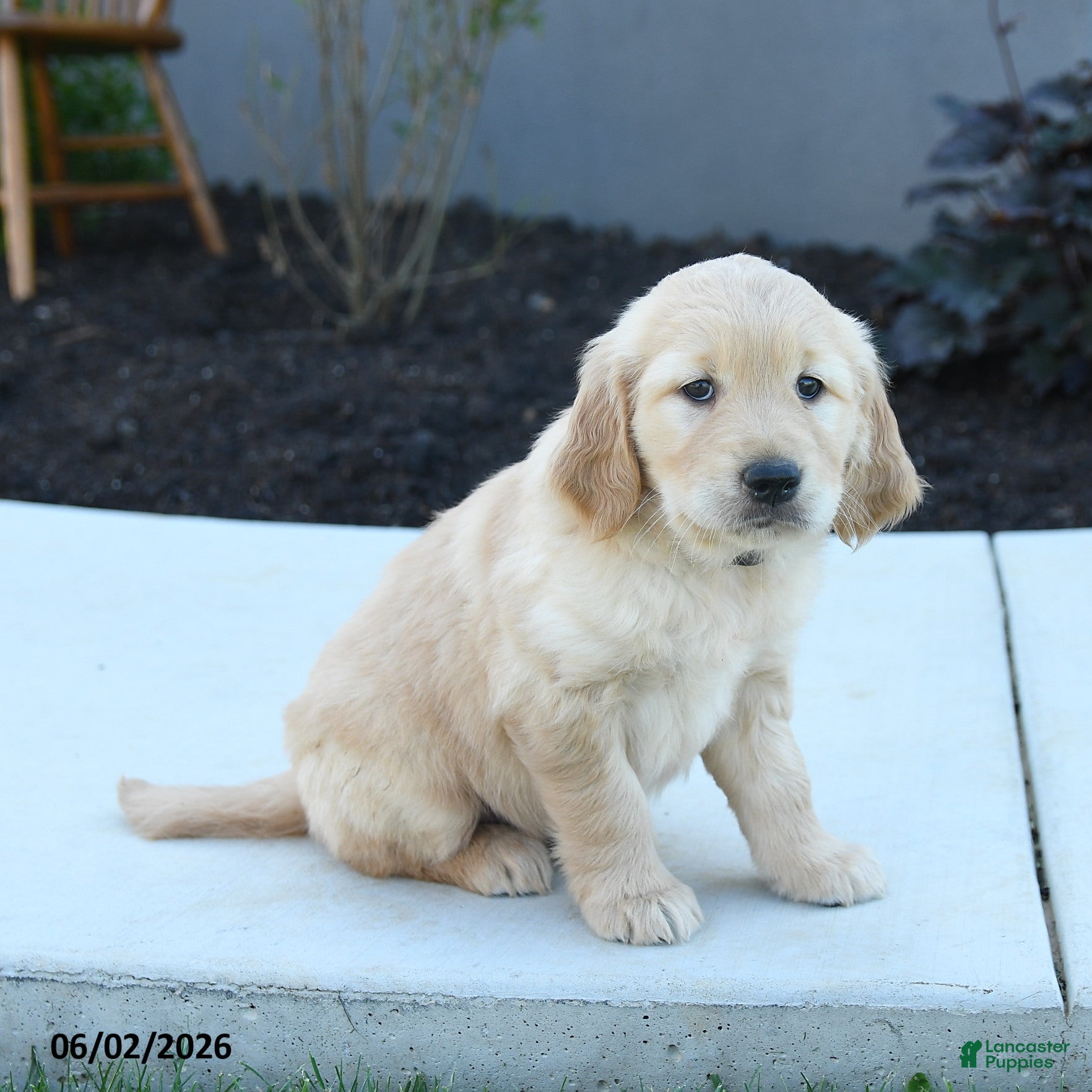 Golden Retriever dogs for sale: Wanda - Ad 2