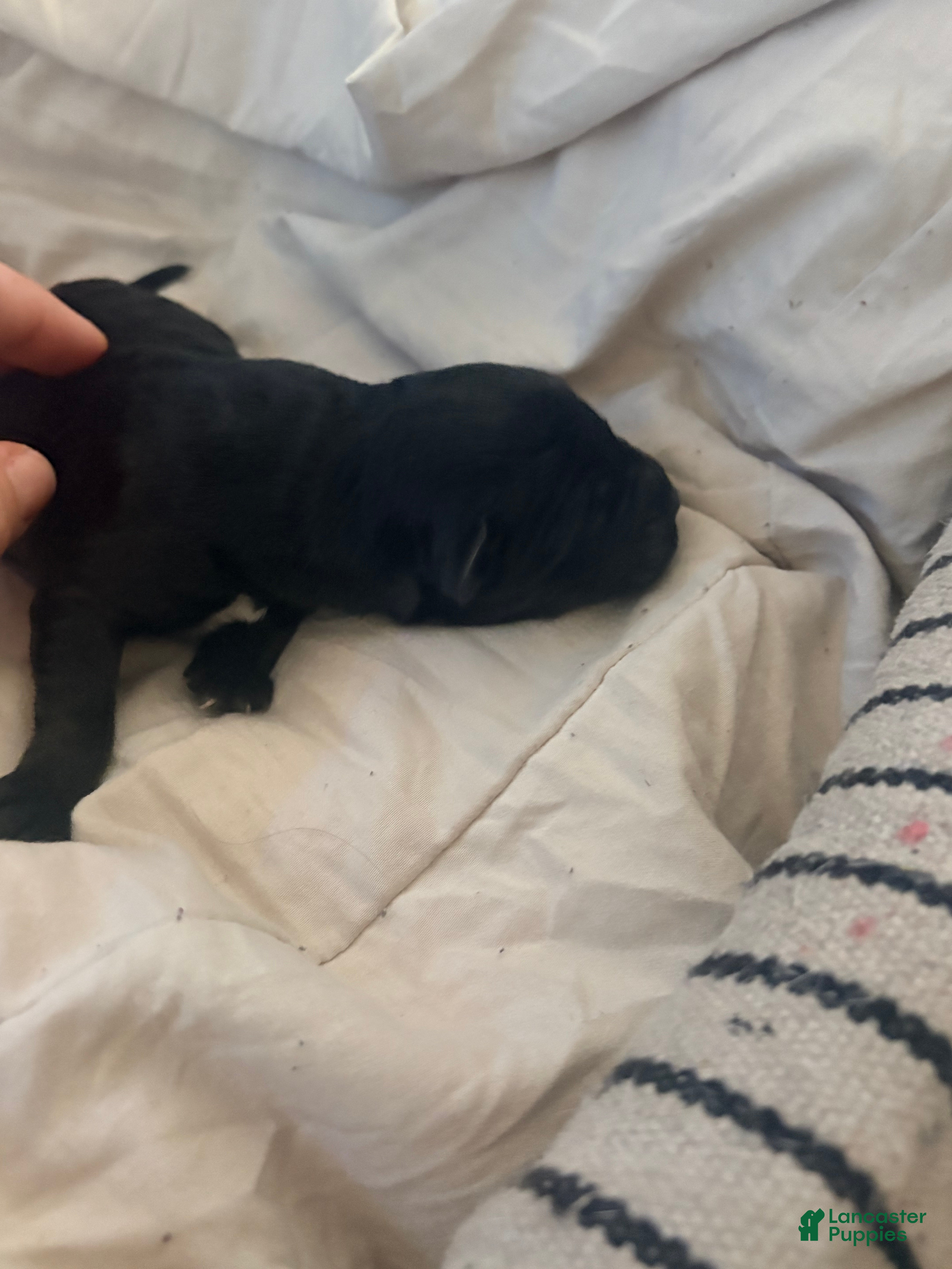 Mixed Breed dogs Mixed Breed Puppy 5 - Ad 2