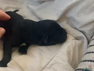 Mixed Breed dogs Mixed Breed Puppy 5 - Ad 2