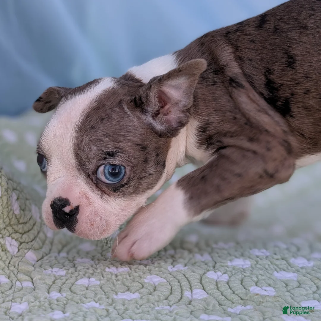 Boston Terrier dogs for sale: Mrs. Kringle - Ad 4
