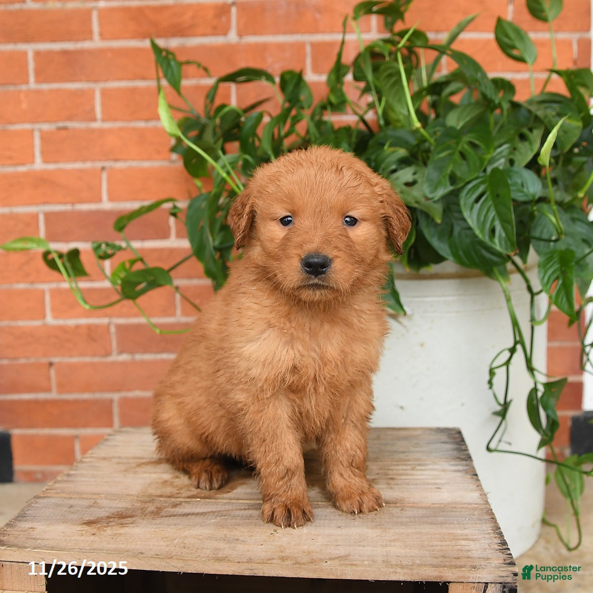 Golden Retriever dogs Goose - Ad 12