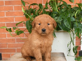 Golden Retriever dogs Goose - Ad 29