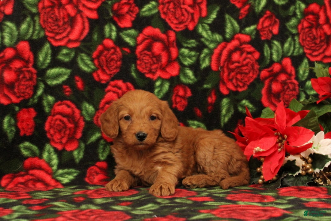 Mini Goldendoodle dogs for sale: Clementine - Ad 2