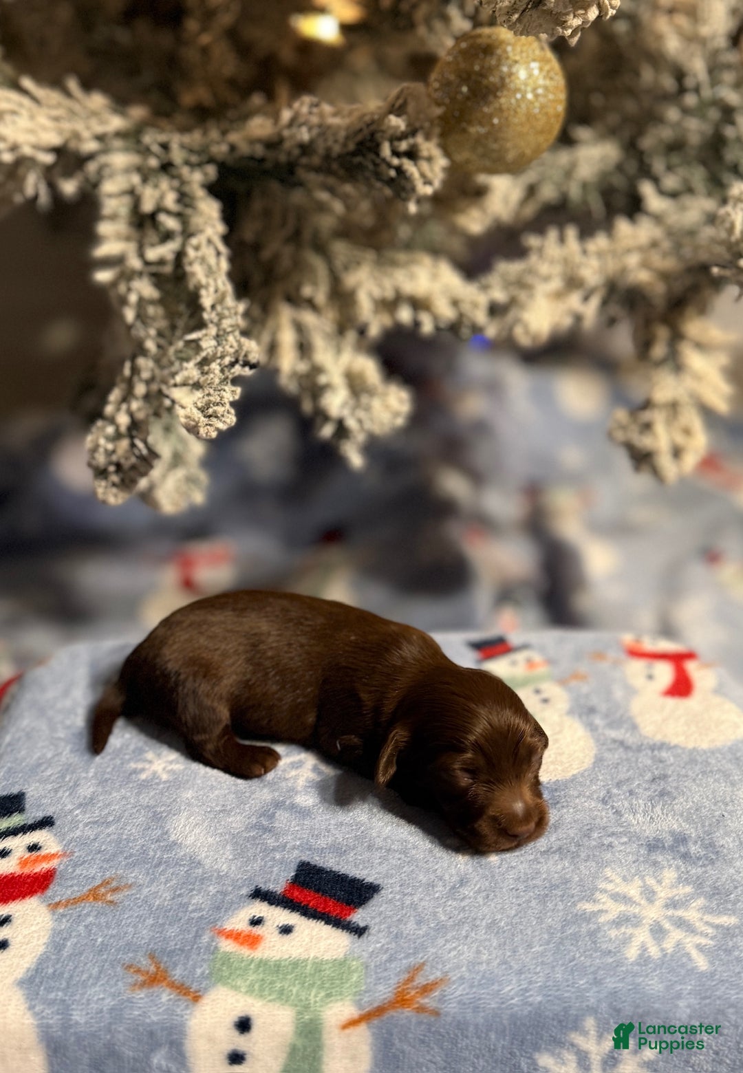 Miniature Dachshund dogs for sale: Mike - Ad 2