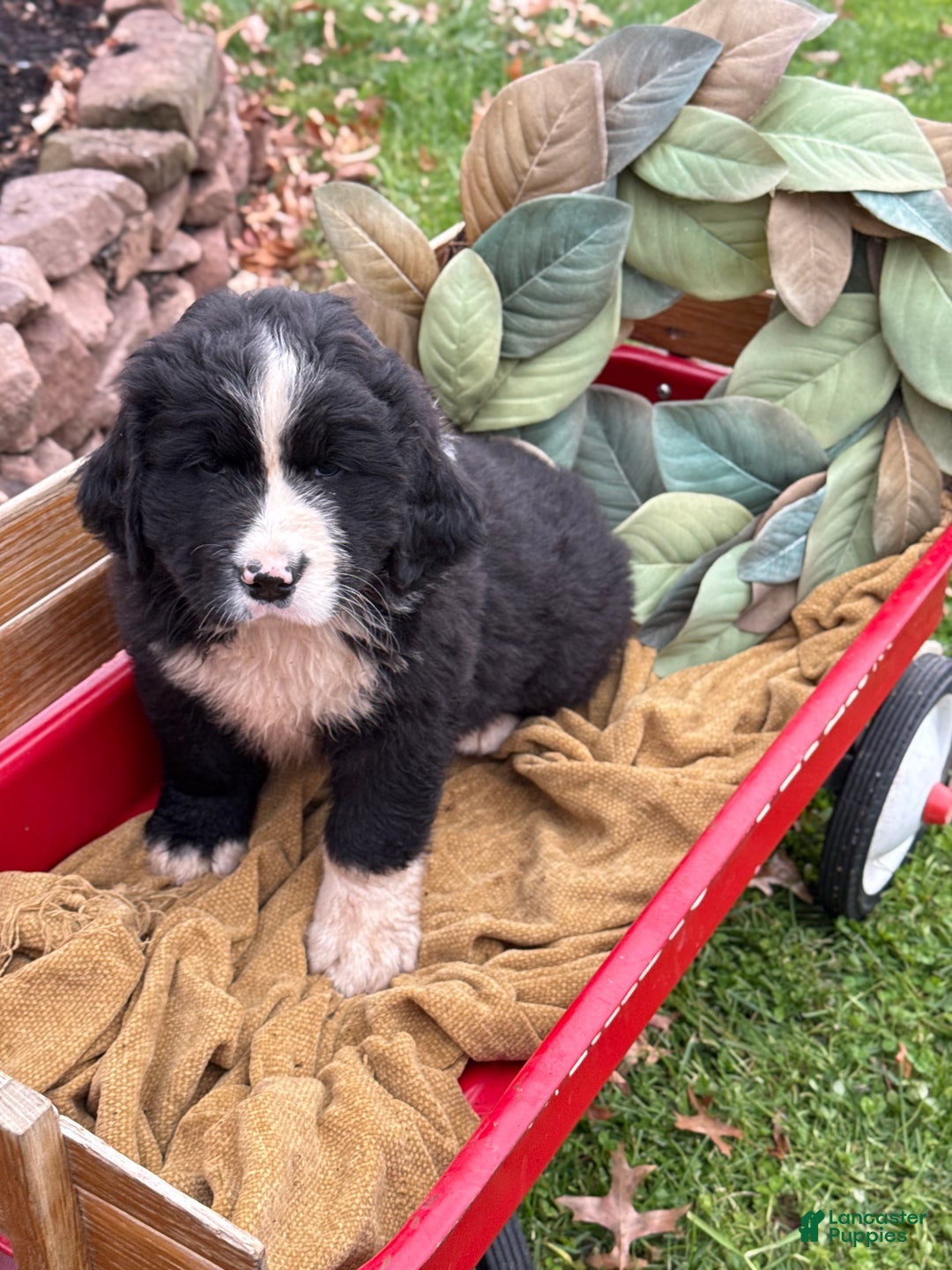 Mixed Breed dogs for sale: Wellington - Ad 9