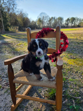 Bernese Mountain Dog dogs Jasper - Ad 5