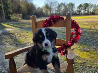 Bernese Mountain Dog dogs for sale: Jasper - Ad 2