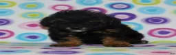 Miniature Poodle dogs for sale: Phantom male - Ad 5