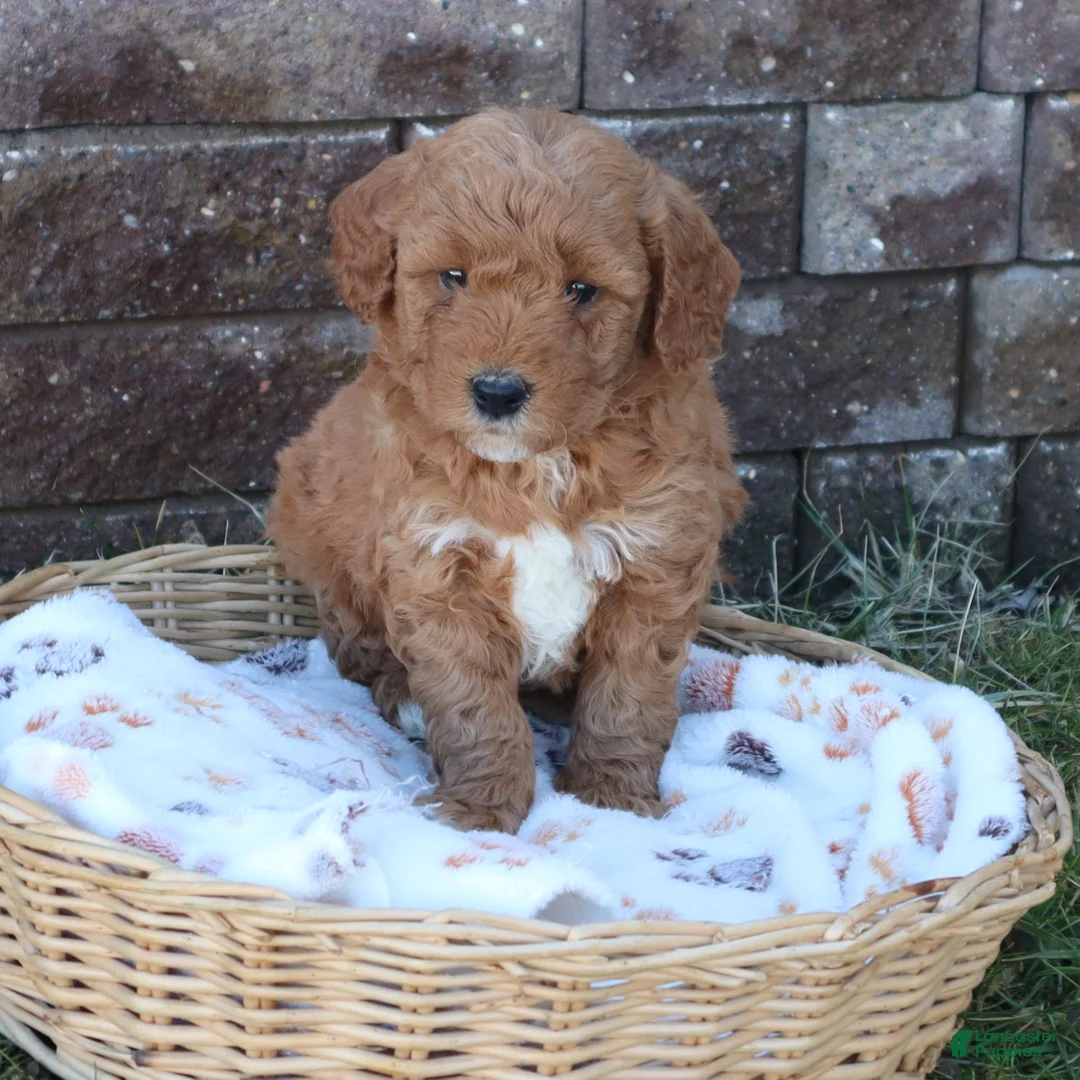 Mini Goldendoodle dogs for sale: Chuck - Ad 2