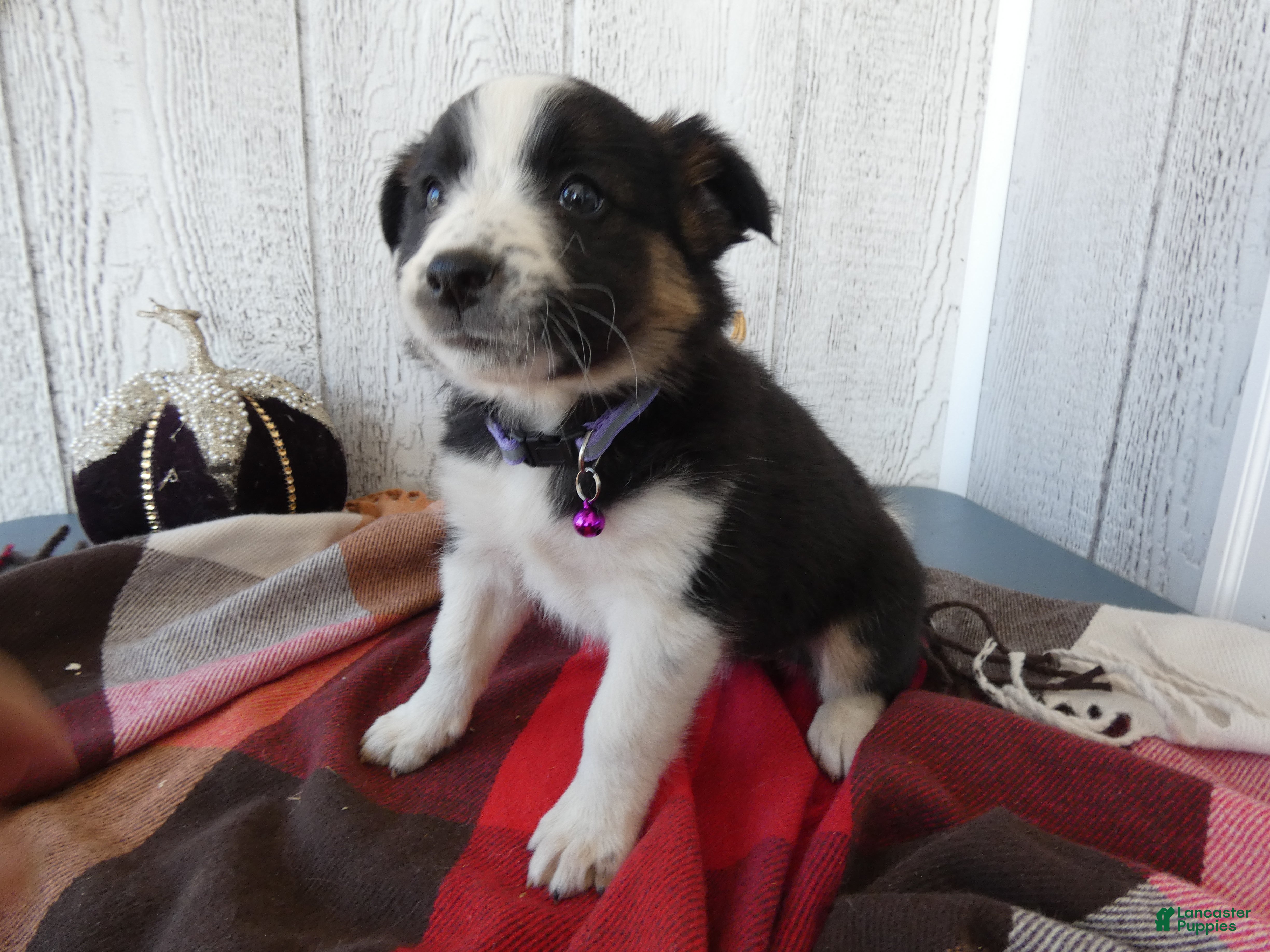 Australian Cattle Dog dogs for sale: Australian Cattle Dog 6 Sahara - Ad 2