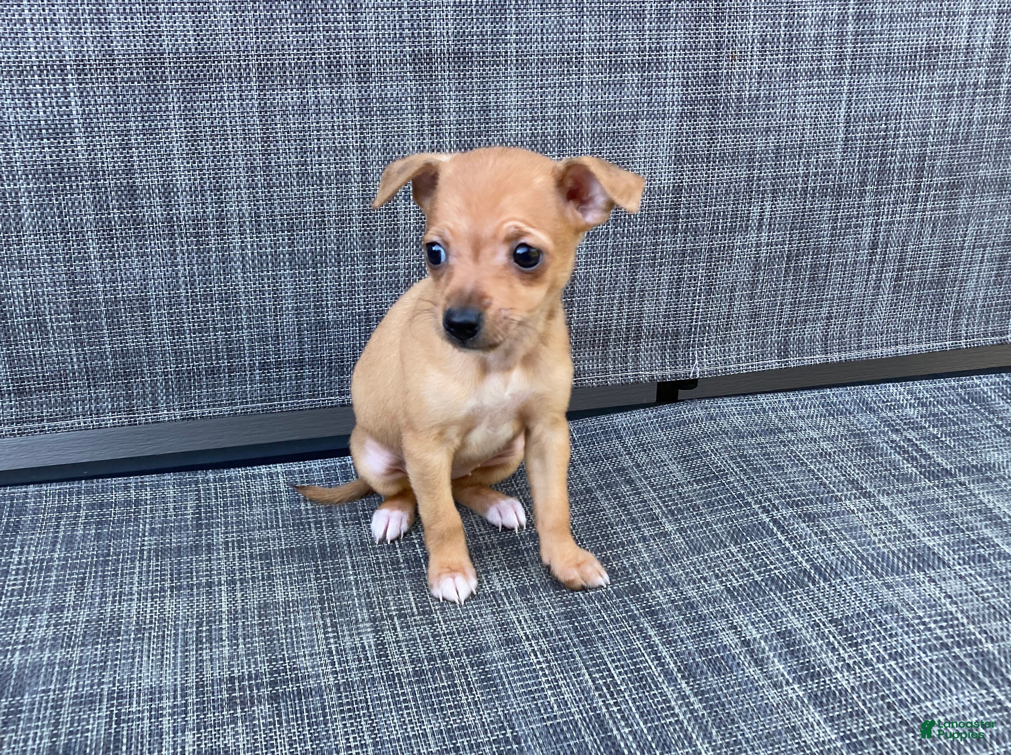 Chihuahua dogs Gidget - Ad 1
