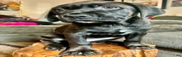Cane Corso dogs for sale: Cane Corso 2 - Ad 1