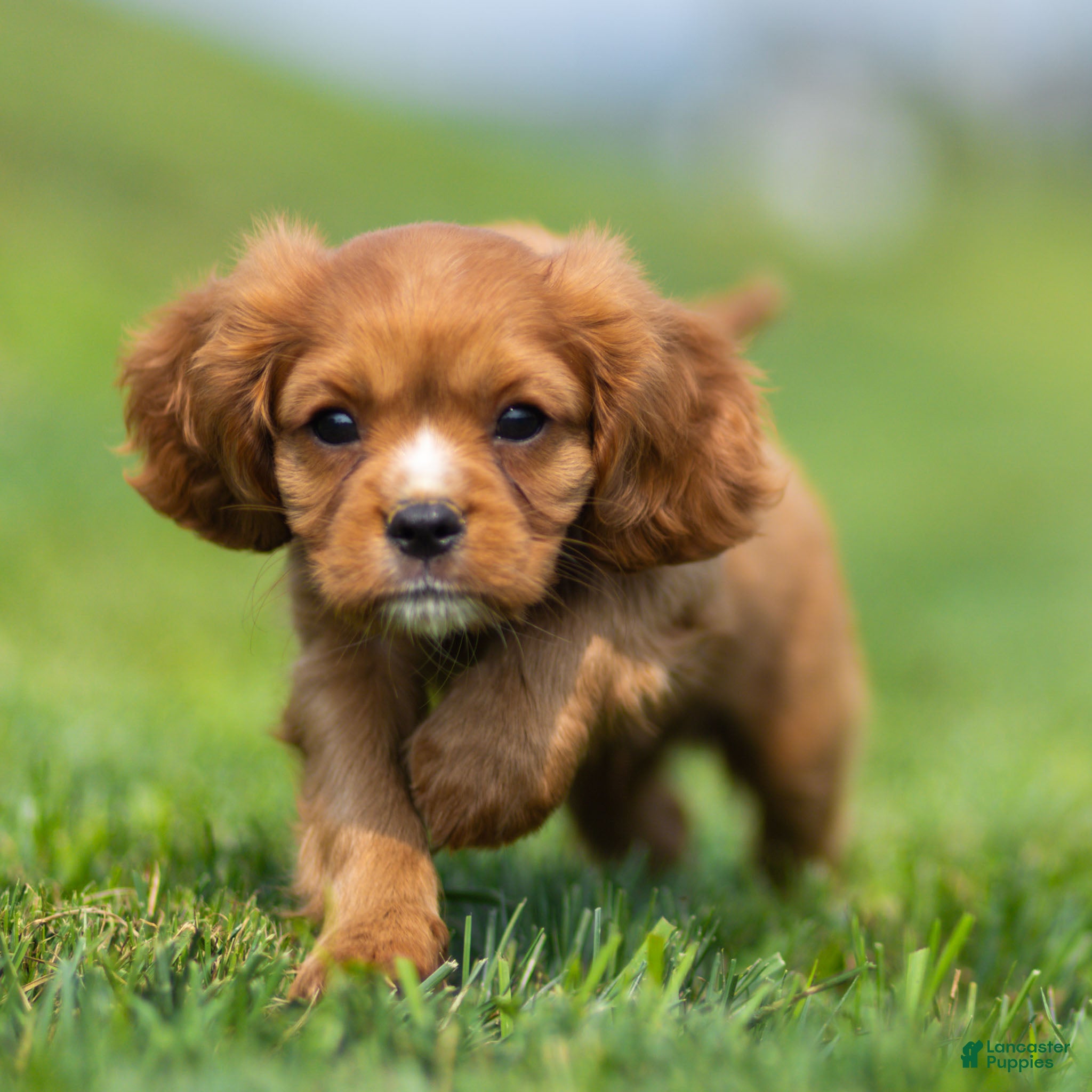 Cavalier King Charles Spaniel dogs Jasper Cavalier King Charles Spaniel  - Ad 1