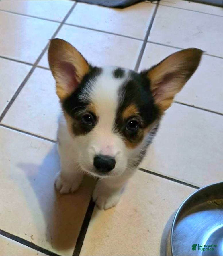 Welsh Corgi Pembroke dogs Welsh Corgi Pembroke 6 - Ad 1