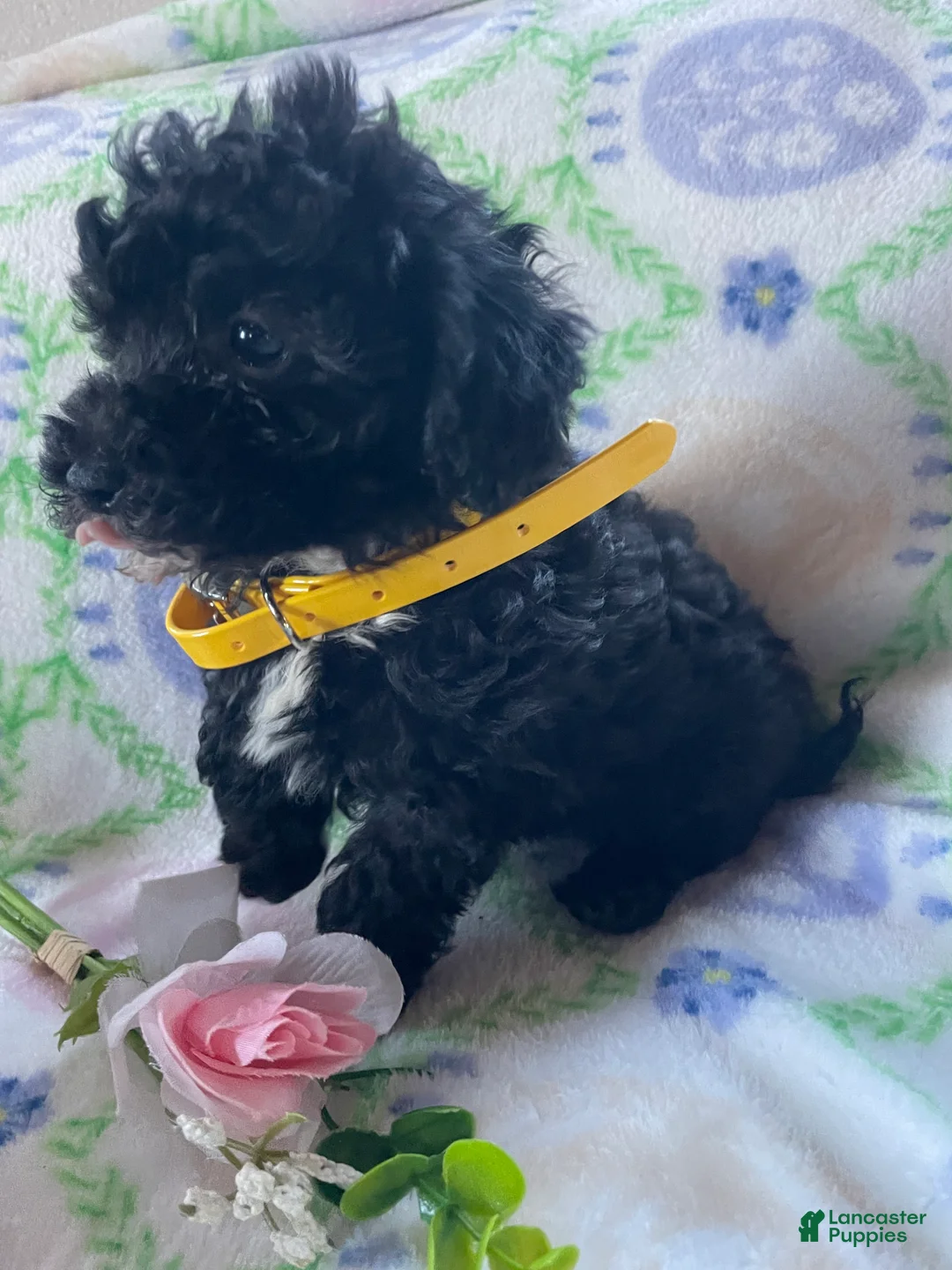 Toy Poodle dogs for sale: Pluto - Ad 4