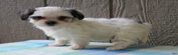 Mixed Breed dogs for sale: Kasper - Ad 2