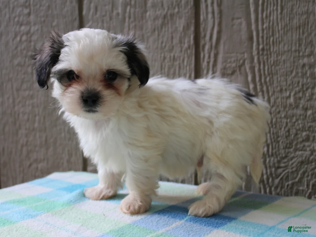 Mixed Breed dogs for sale: Kasper - Ad 2