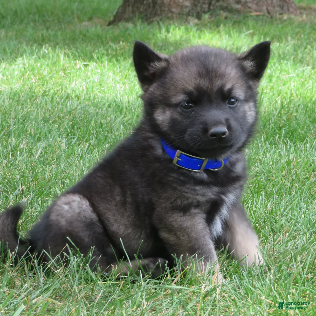 Norwegian Elkhound dogs for sale: Ember - Ad 1