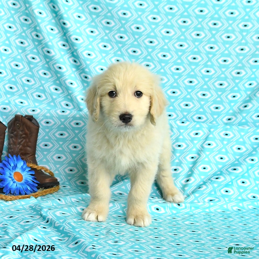 Goldendoodle dogs Molly - Ad 2