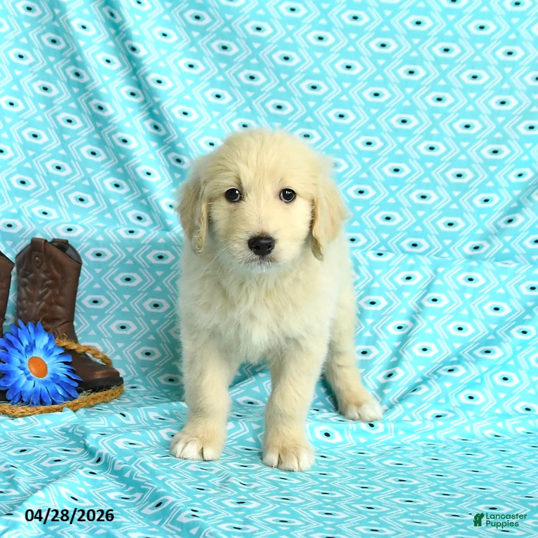 Goldendoodle dogs for sale: Molly - Ad 2