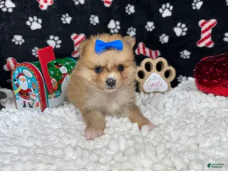 Pomeranian dogs Pomeranian Puppy 3 - Ad 8