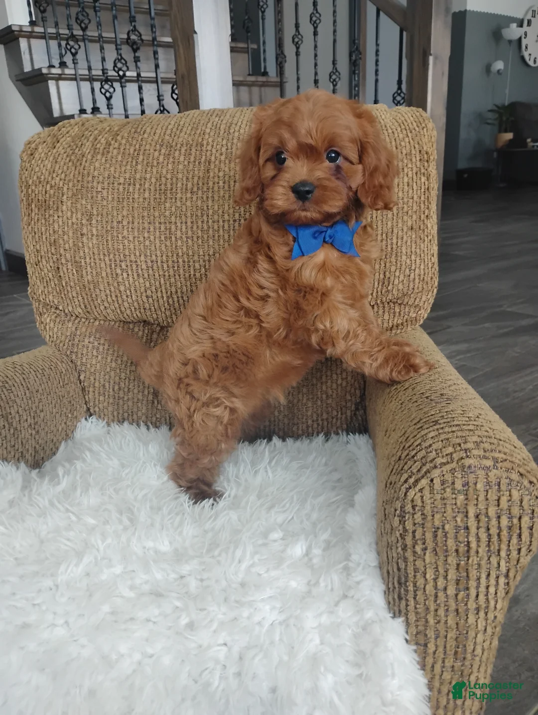 Cavapoo dogs for sale: Cody - Ad 6