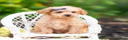 Maltipoo dogs for sale: Pebblewhisk - Ad 6