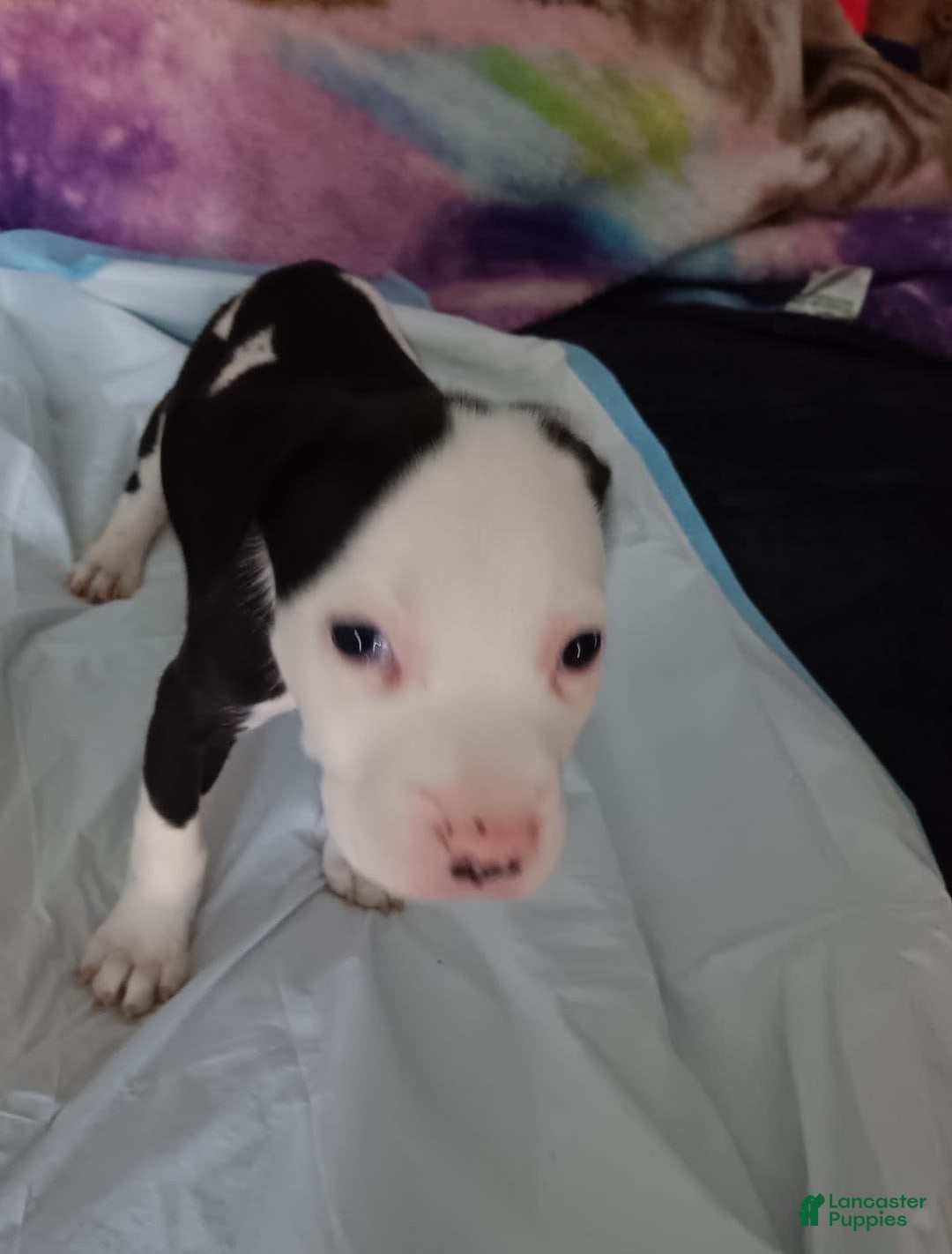 Gallery Image {{count}}