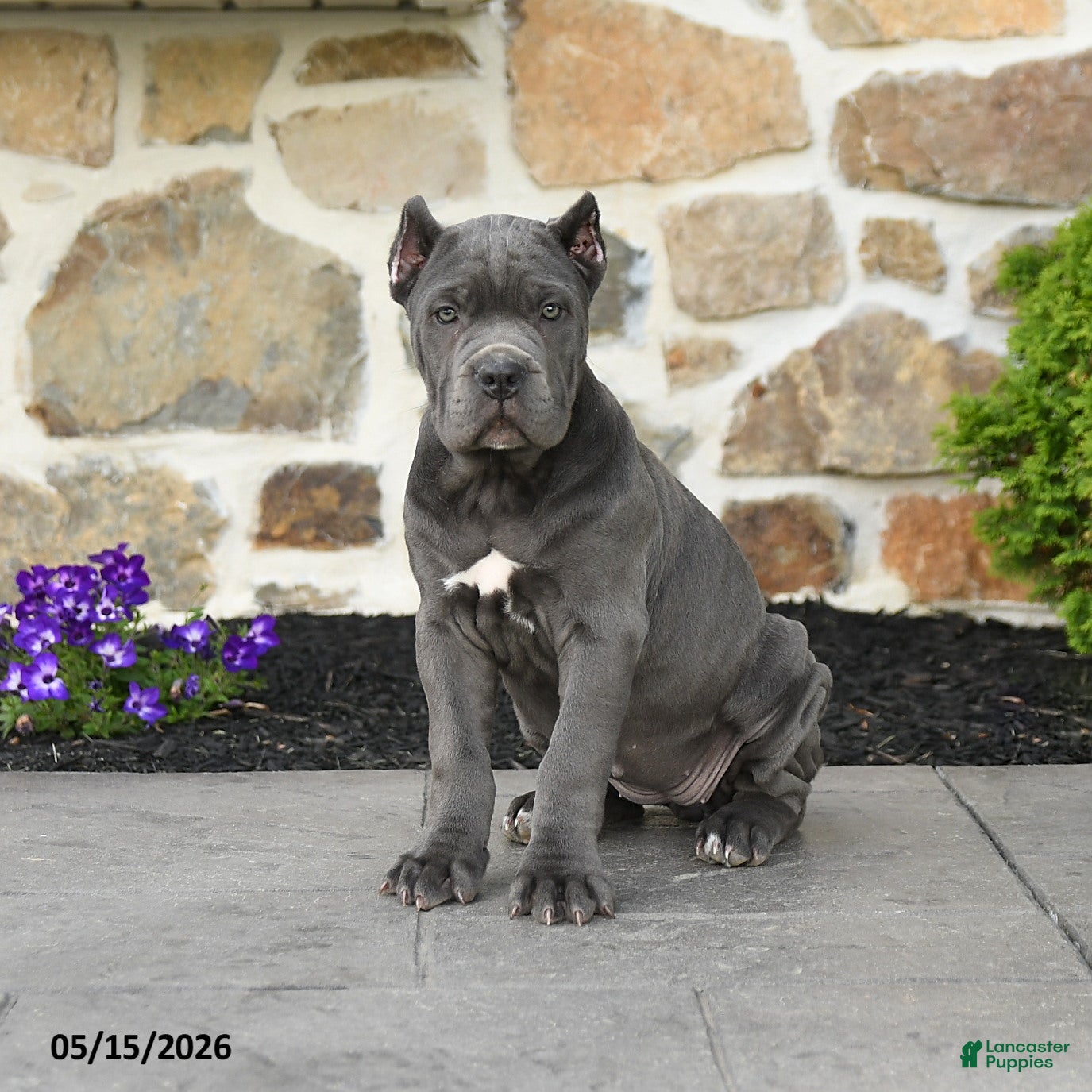 Cane Corso dogs Suki  - Ad 1