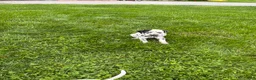 Dalmatian dogs for sale: Rex❤️Akc Genetic Health Tested  - Ad 5