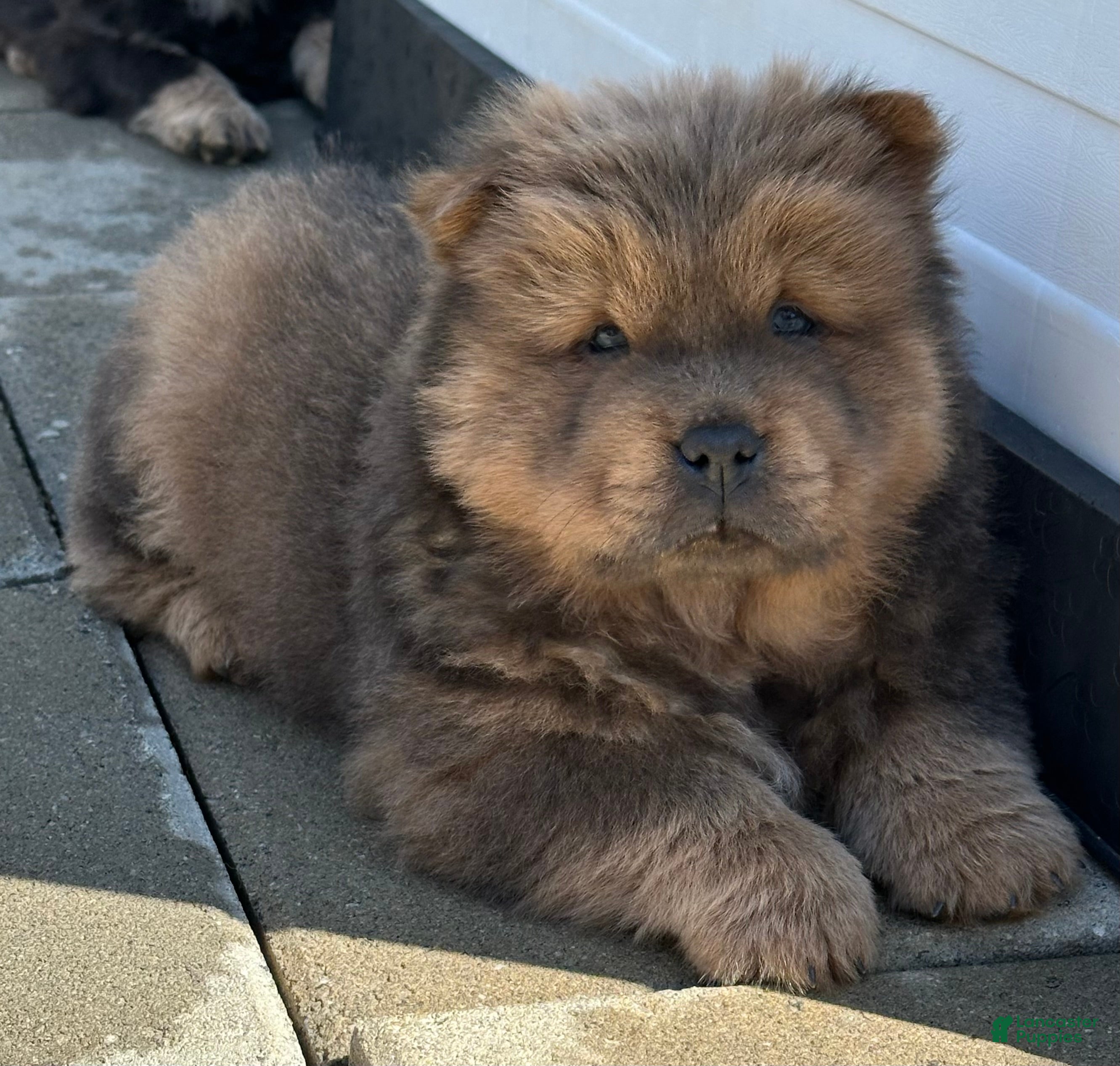 Chow Chow dogs Leo - Ad 10